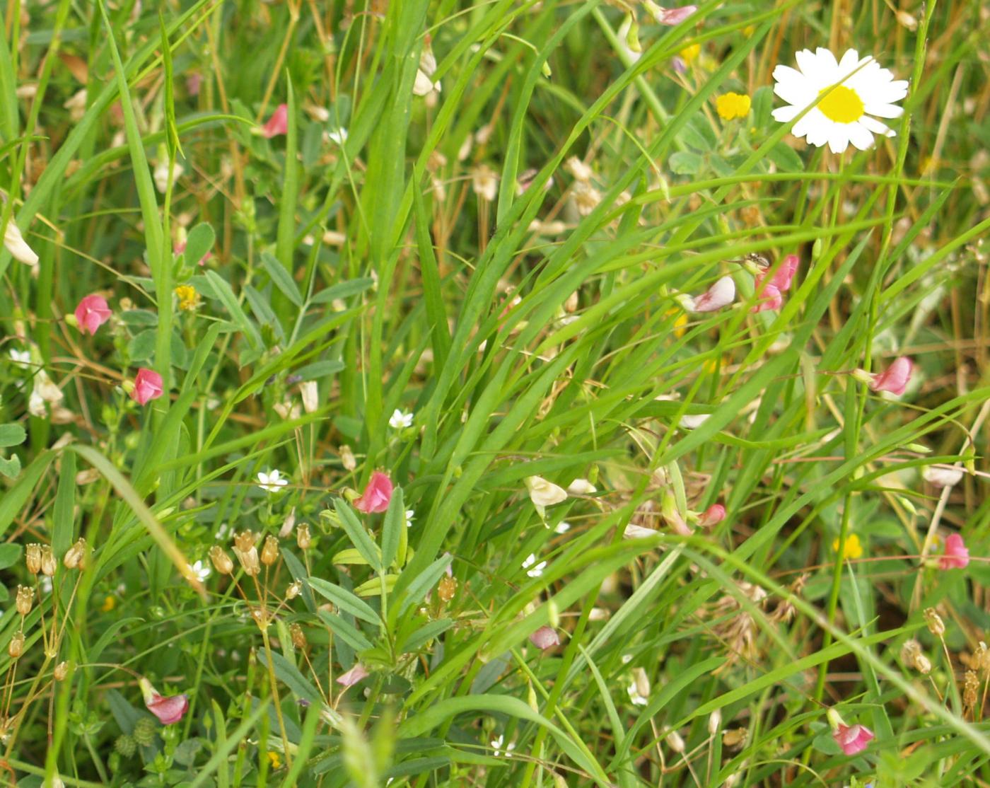 Vetchling, Grass plant